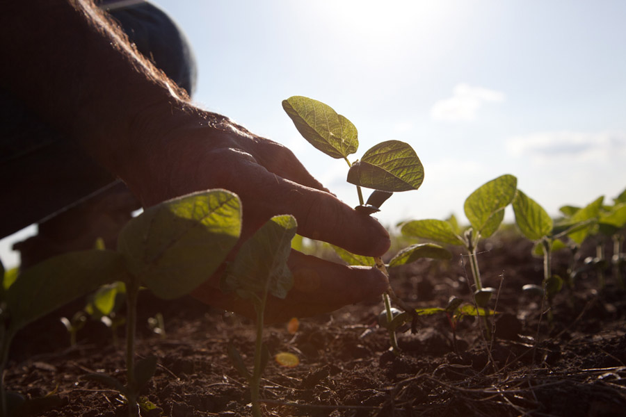 اهمیت برندسازی برای محصولات کشاورزی