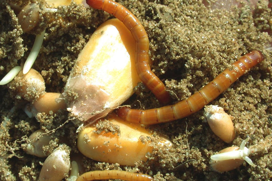 آفات زعفران و روش های کنترل و مقابله با آنها