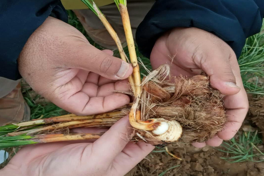 بیماری های اصلی زعفران و روش های مبارزه