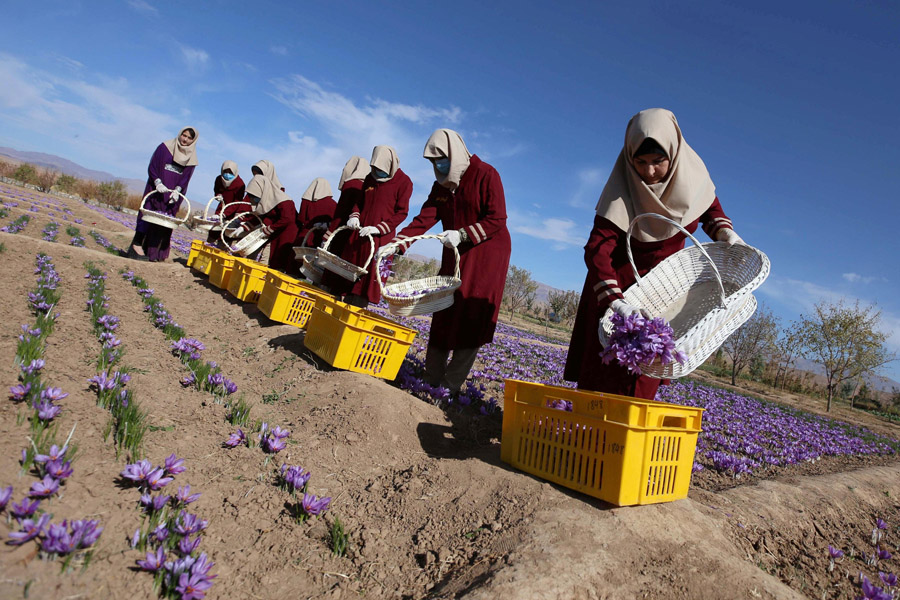 روش ها و نکات چیدن گل زعفران