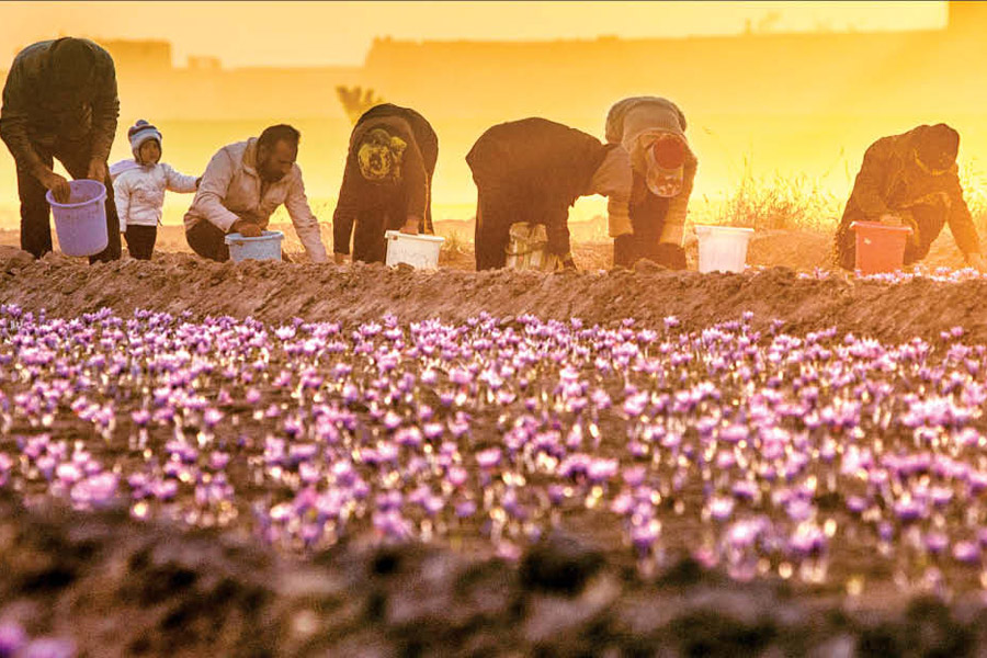 جابجایی و حمل و نقل گل زعفران