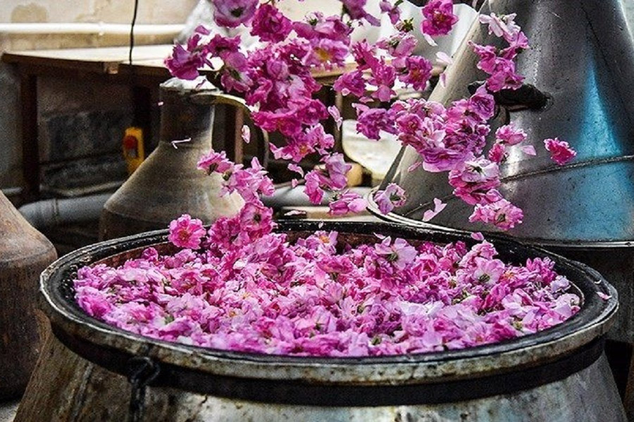 جذابیت‌های مالی کشت و فرآوری گل‌محمدی