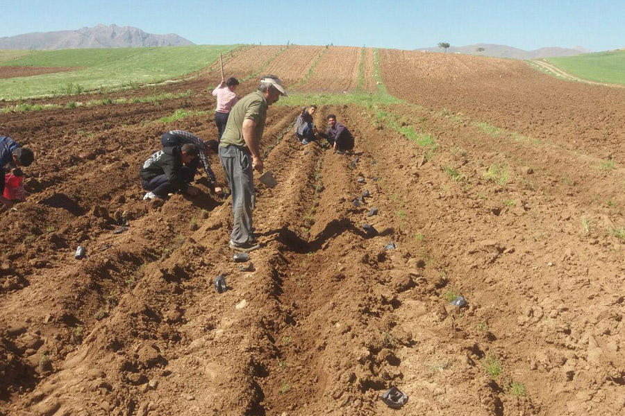 چشم‌اندازهای توسعه کشت و فرآوری گیاهان دارویی در ایران افق 1404