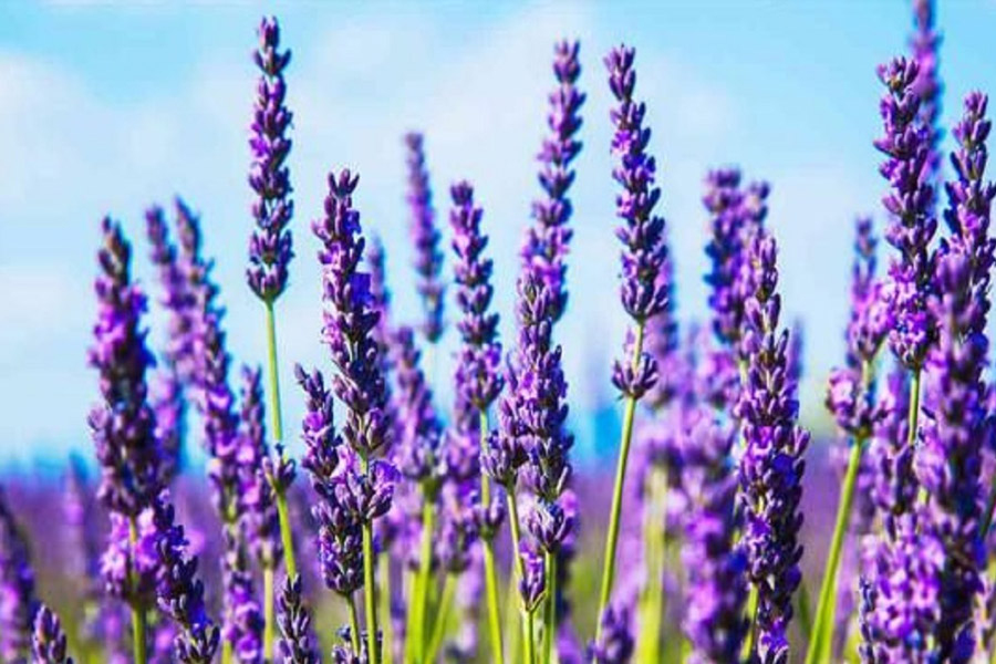 آذربایجان غربی، بهشت گیاهان دارویی