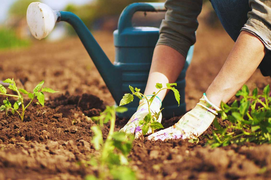 آماده سازی زمین برای کشت گیاهان دارویی