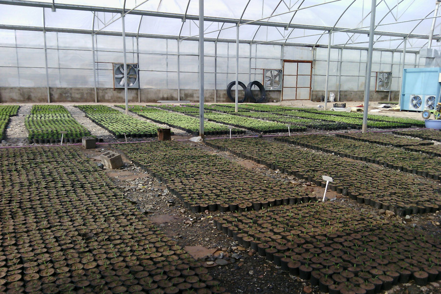 تکثیر گیاهان دارویی