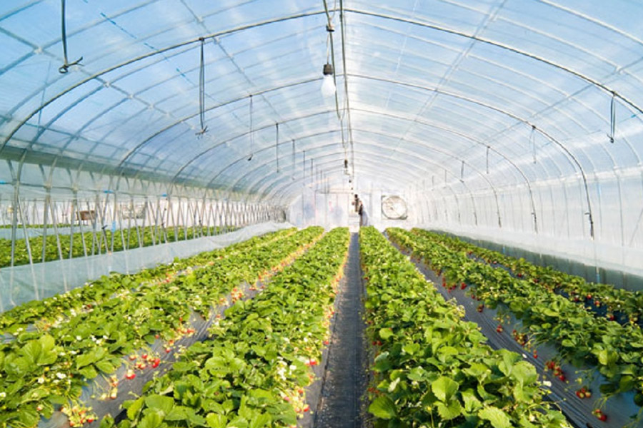 تکثیر زمستانه گیاهان دارویی در گلخانه