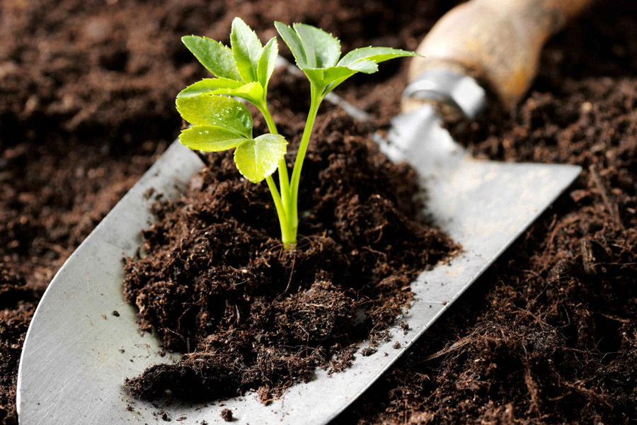 کاربرد کودهای آلی در کشت گیاهان دارویی