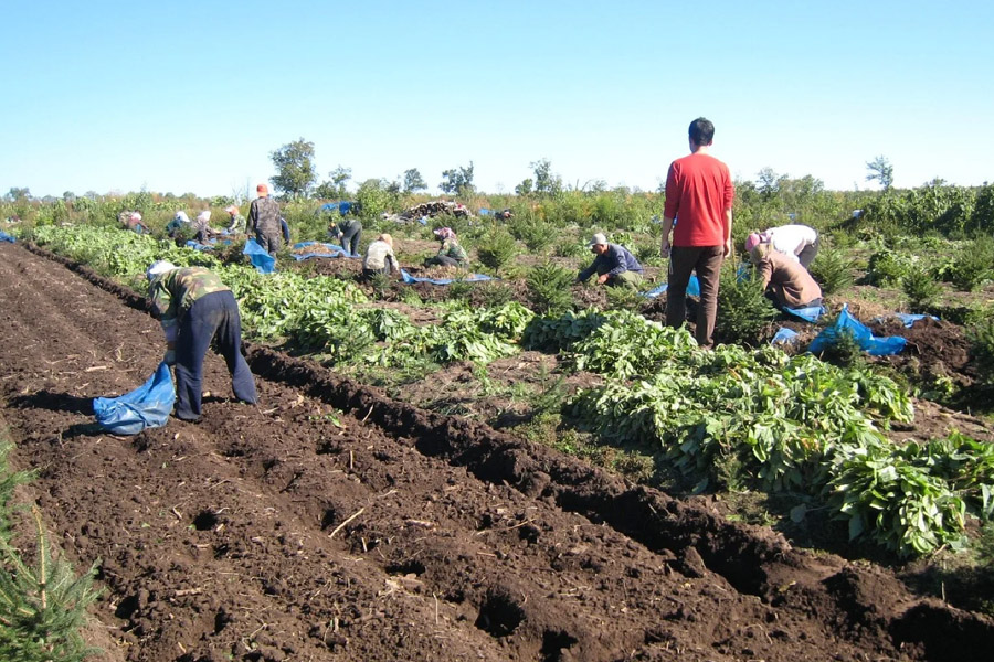 جذابیت‌های مالی کشت و فرآوری گیاهان دارویی