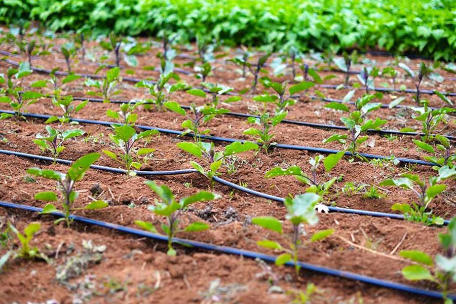 پیاده سازی آبیاری قطره‌ای مزارع گیاهان دارویی