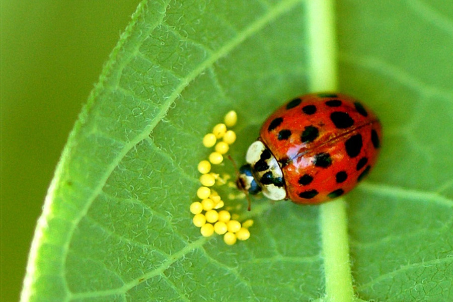 روش های غیر شیمیایی در مبارزه با آفت های کشاورزی