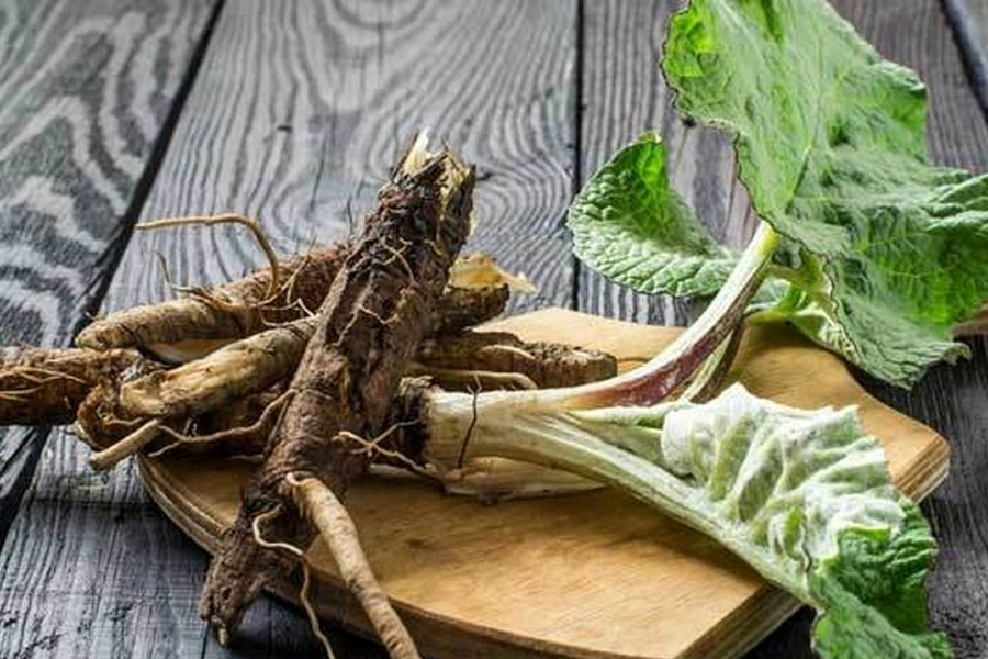 برداشت ریشه گیاهان دارویی