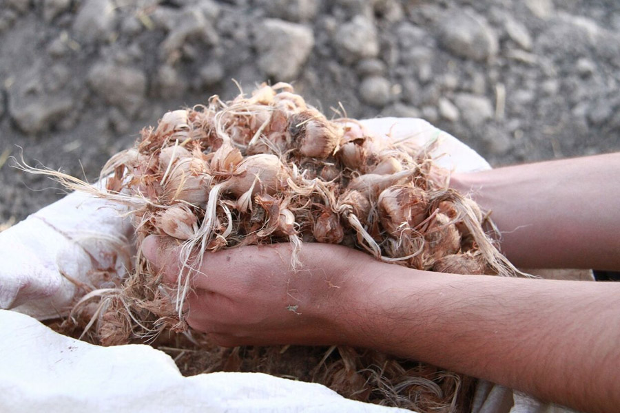 برداشت پیاز گیاهان دارویی