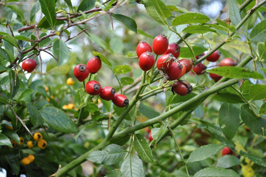 برداشت میوه های گیاهان دارویی