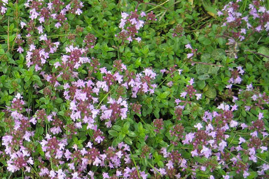 معرفی گیاه، کاشت، داشت و برداشت آویشن باغی