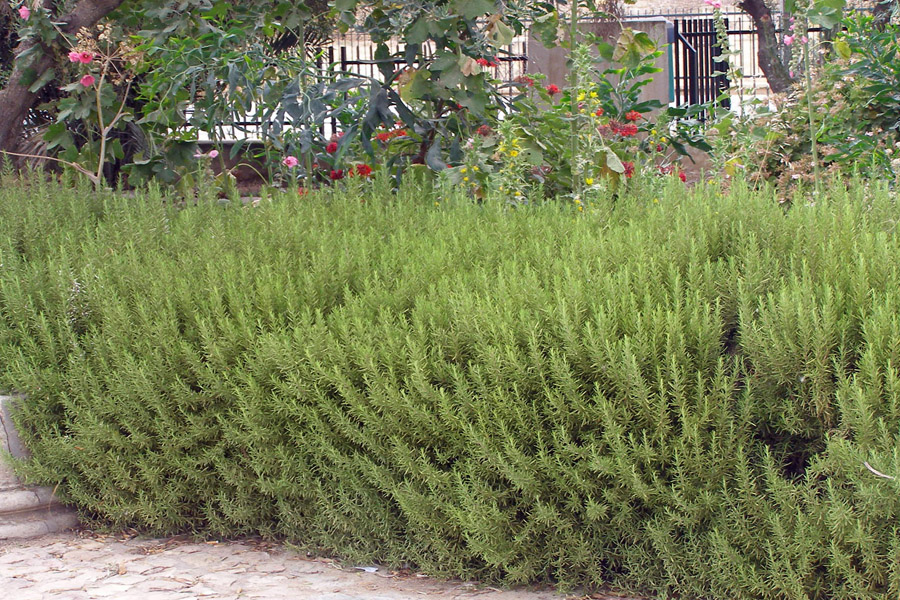 معرفی گیاه، کاشت، داشت و برداشت رزماری