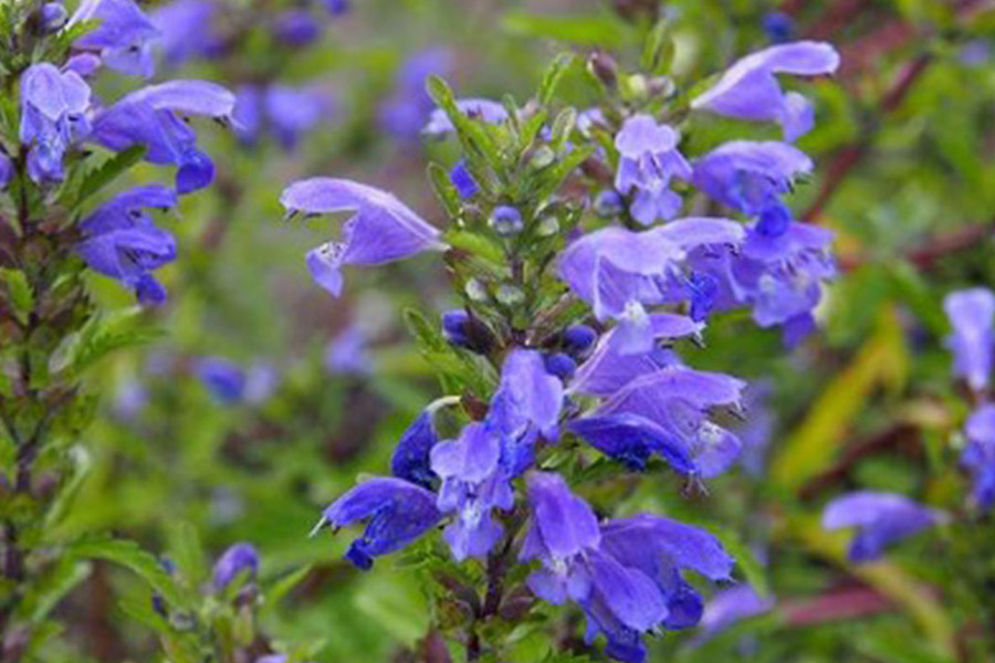 معرفی گیاه، کاشت، داشت و برداشت بادرنجبویه