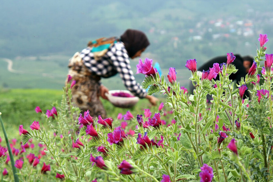 معرفی گیاه، کاشت، داشت و برداشت گل گاوزبان