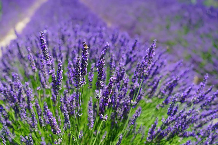 معرفی گیاه، کاشت، داشت و برداشت اسطوخودوس