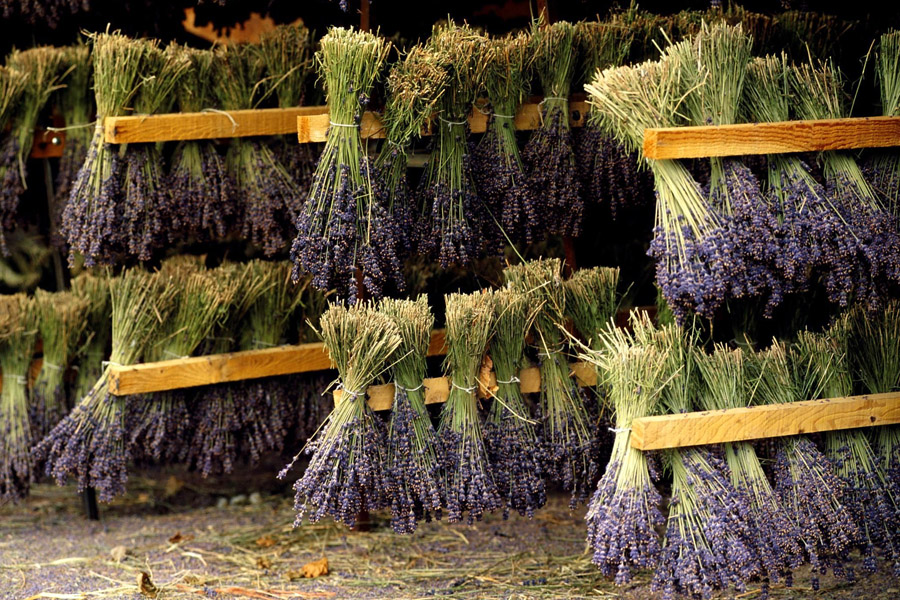 روش های خشک کردن گیاهان دارویی و صنعتی