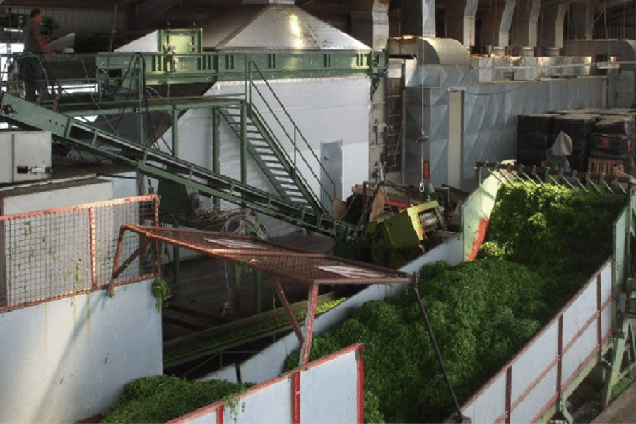 خشک کن تسمه‌ای گیاهان دارویی