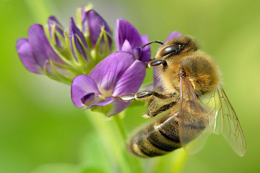 پرورش زنبور عسل در کنار مزارع گیاهان دارویی