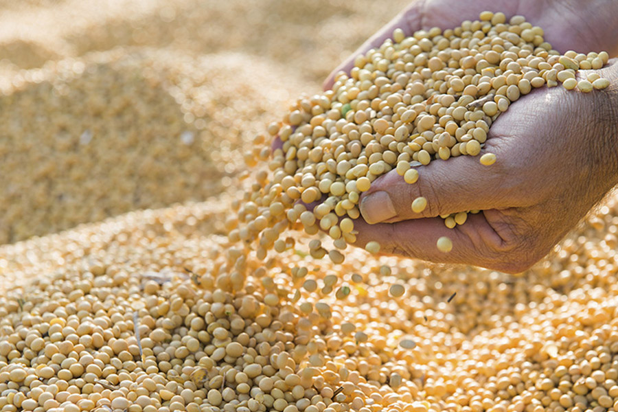 شرایط عمومی واردات بذر گیاهان دارویی