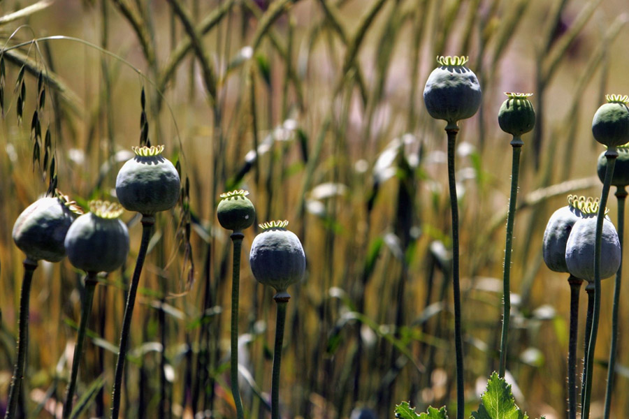 محصولات گیاهی و دارویی غیرمجاز برای صادرات