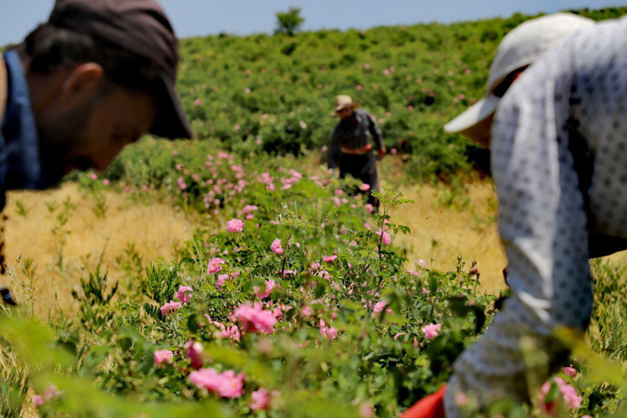 نمونه‌های موفق کشاورزان، بازرگانان و تولیدکنندگان محصولات گیاهان دارویی