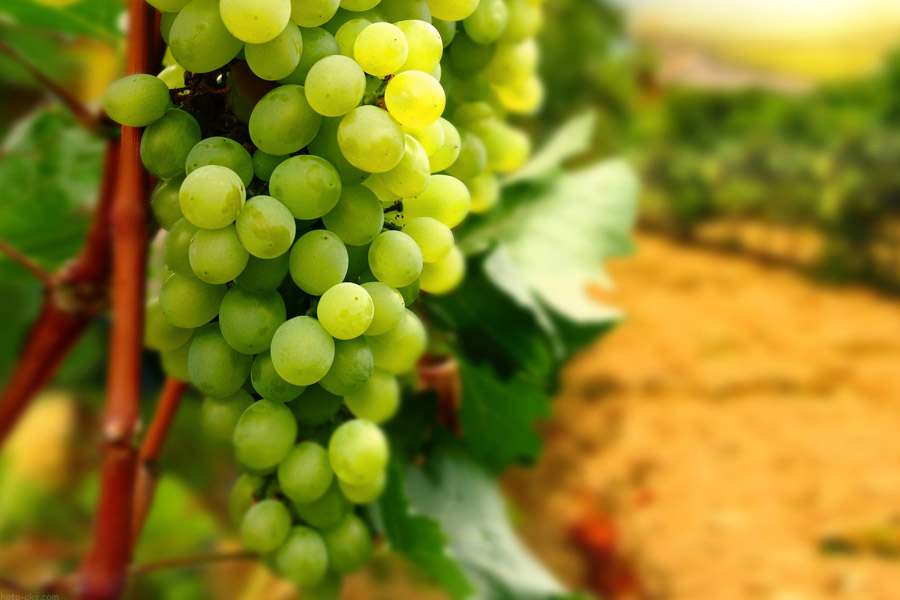 جذابیت‌های مالی کاشت انگور