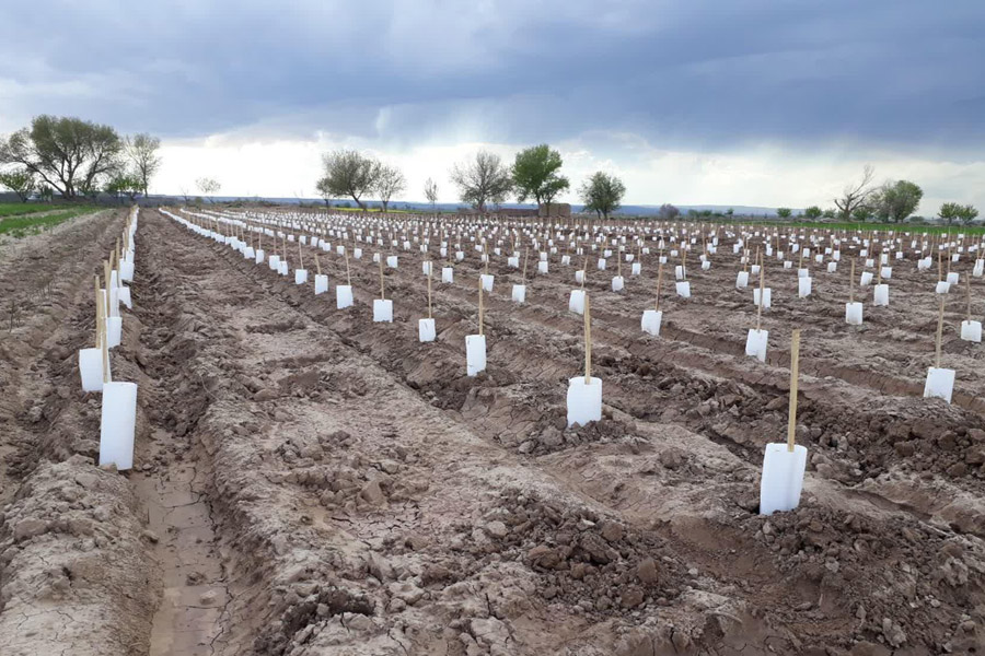 شرایط اقلیمی مورد نیاز برای کاشت انگور