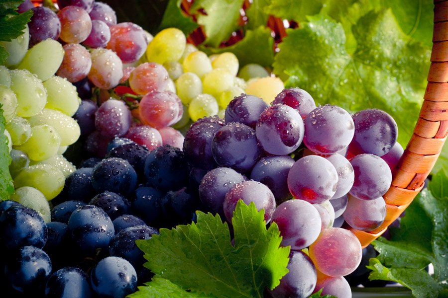 ارقام برتر انگور