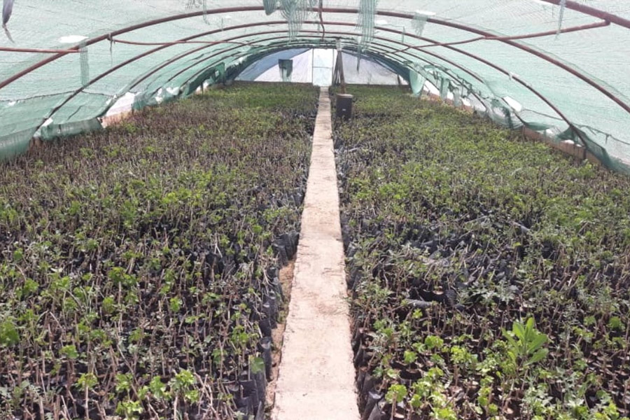 روش‌های تکثیر درخت انگور