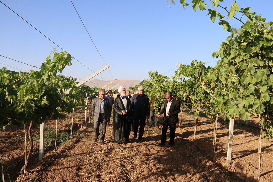 مزایای ایستاده کردن باغات انگور