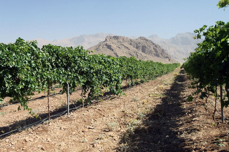 کودهای مورد نیاز برای کاشت انگور