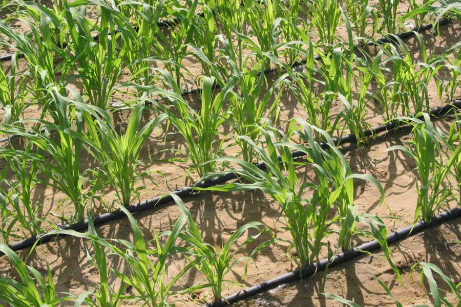 سیستم آبیاری قطره‌ای