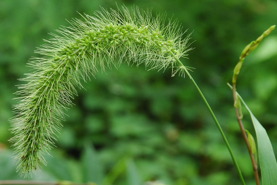 مبارزه با علف های هرز و کاربرد علف کش ها در باغات انگور