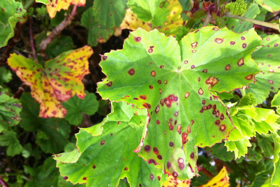 بیماری های گیاه انگور و راه های مبارزه با آنها