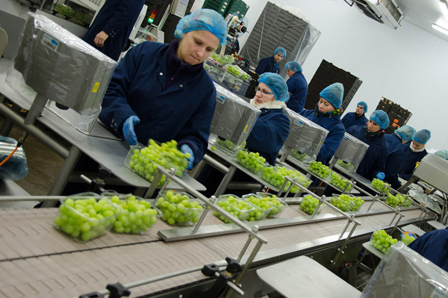 نحوه بسته‌بندی انگور در زمان برداشت