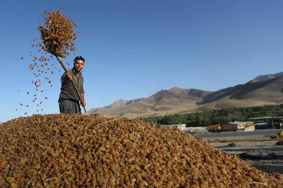 جایگاه ایران در تولید انگور و صادرات کشمش