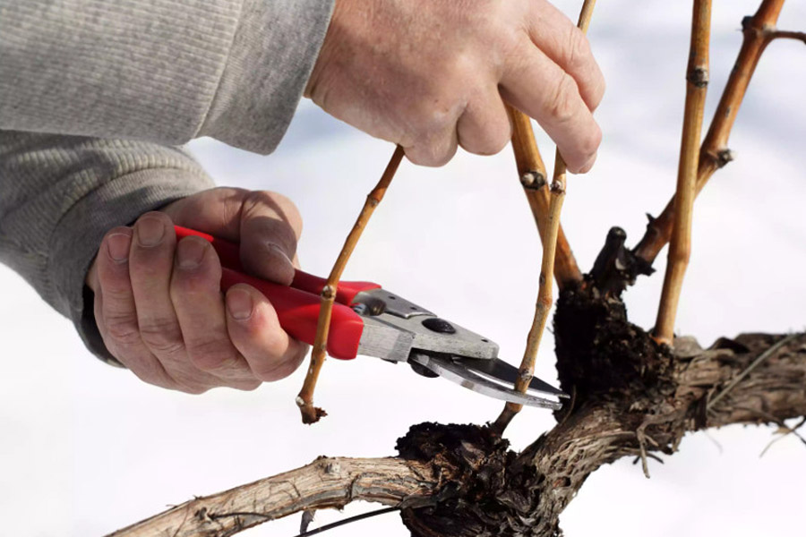 روش های تربیت و هرس درخت انگور