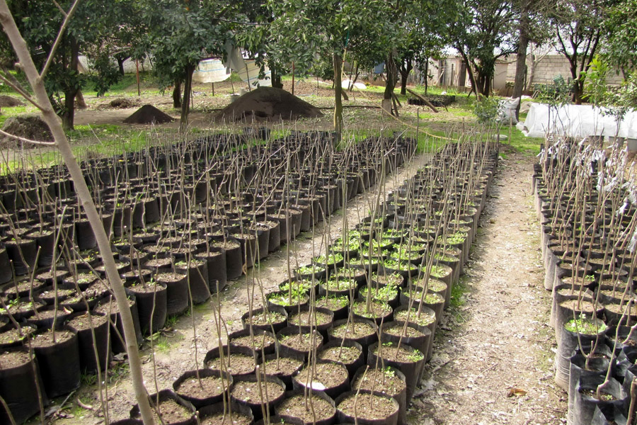 نحوه اخذ مجوز قرنطینه نباتی