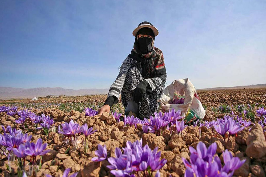 مجوزهای قانونی مورد نیاز برای کشت زعفران