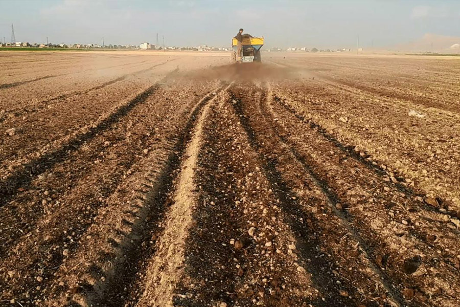 زمان و نحوه آماده‌سازی زمین برای کاشت زعفران