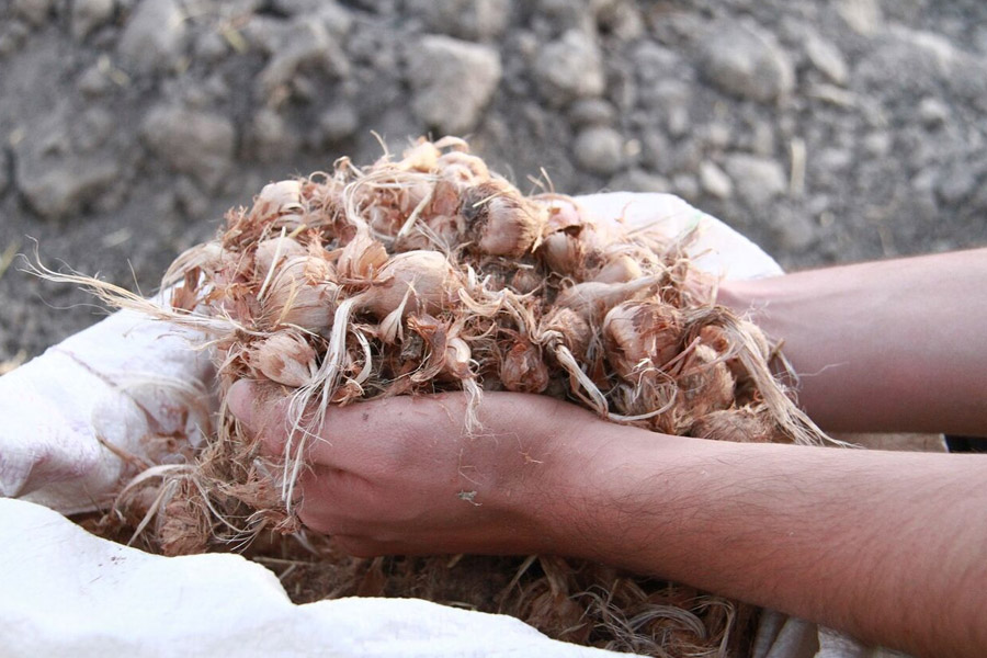 کاشت دستی زعفران