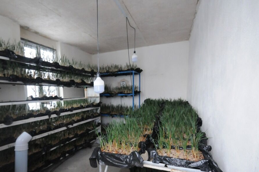 کشت زعفران به روش هیدروپونیک در دانشگاه ارومیه