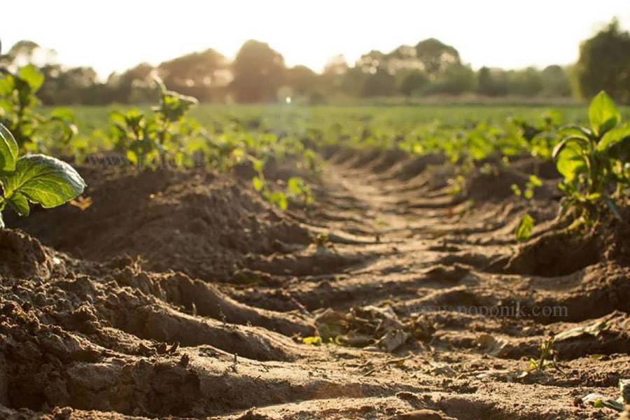 کودهای مورد نیاز برای کاشت زعفران