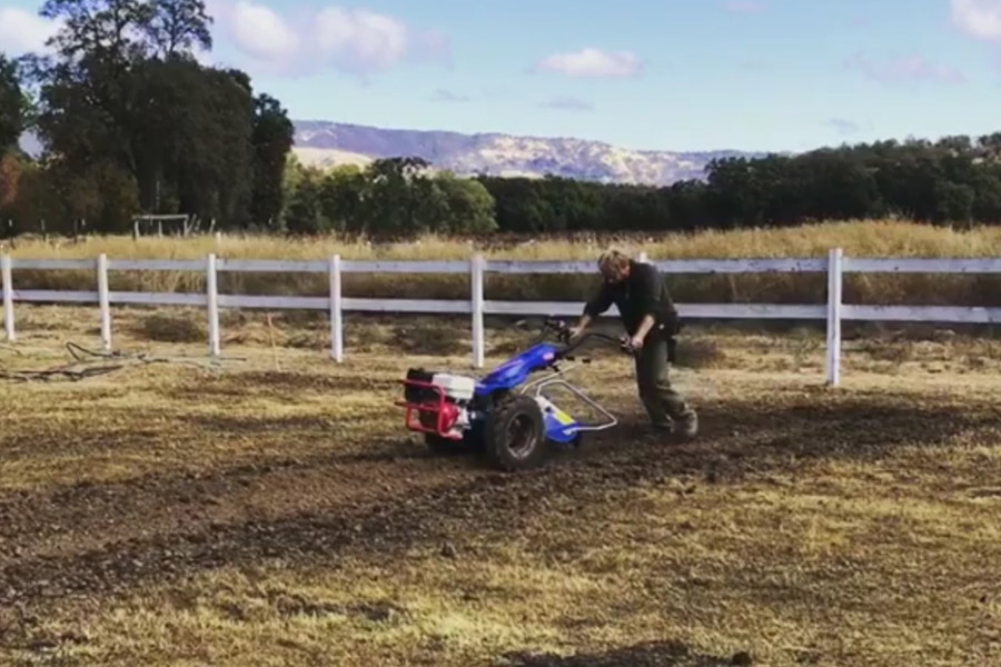 سله شکنی مزارع زعفران