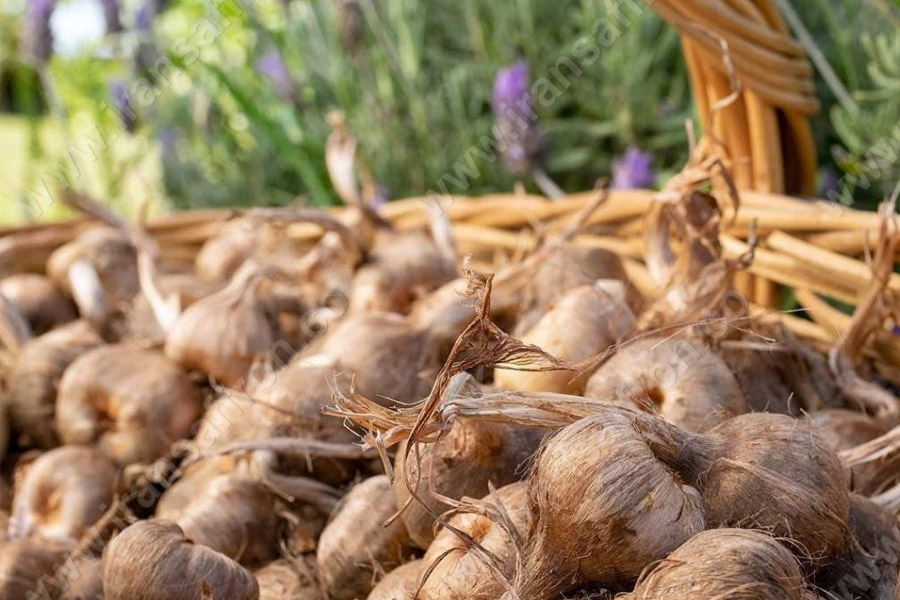 ترکیبات شیمیایی پیاز و بنه زعفران