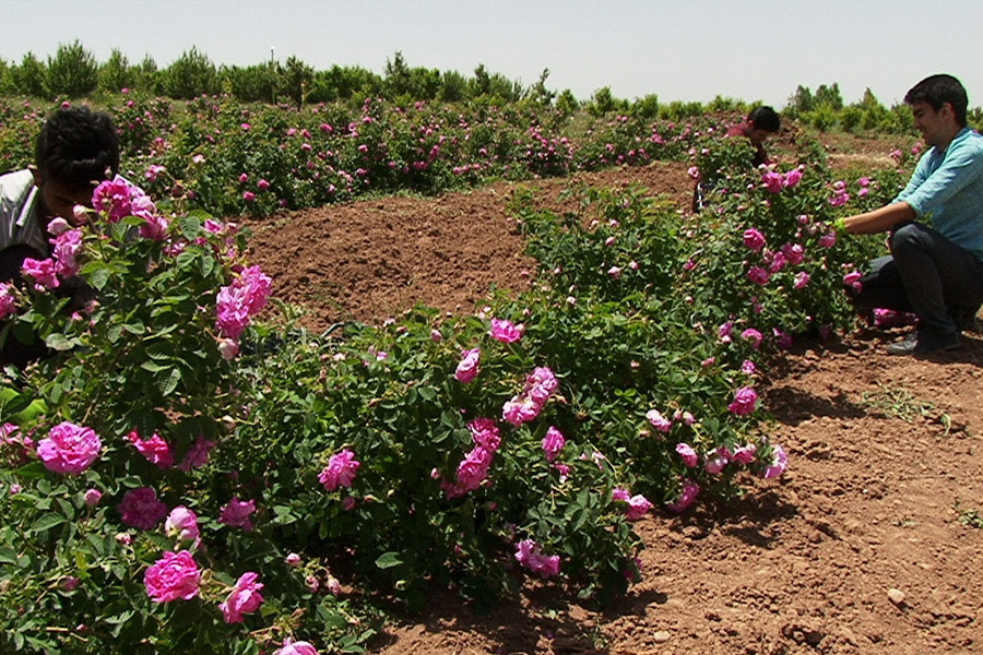 مزایای کشت گل‌محمدی در استان آذربایجان‌غربی